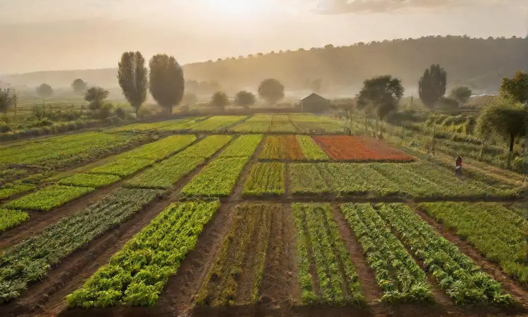 Effects of daily temperature fluctuations on agriculture.