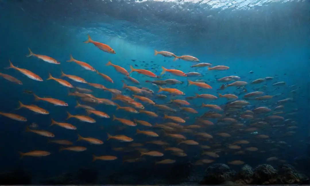 How temperature changes affect fish populations