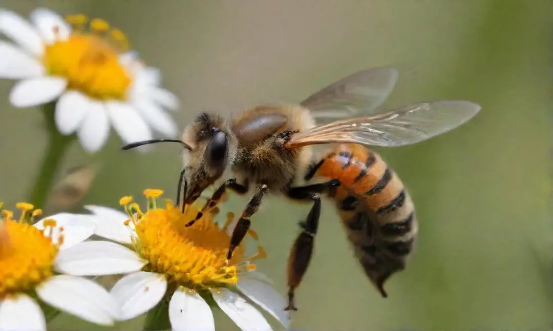 how temperature regulation benefits pollinator health