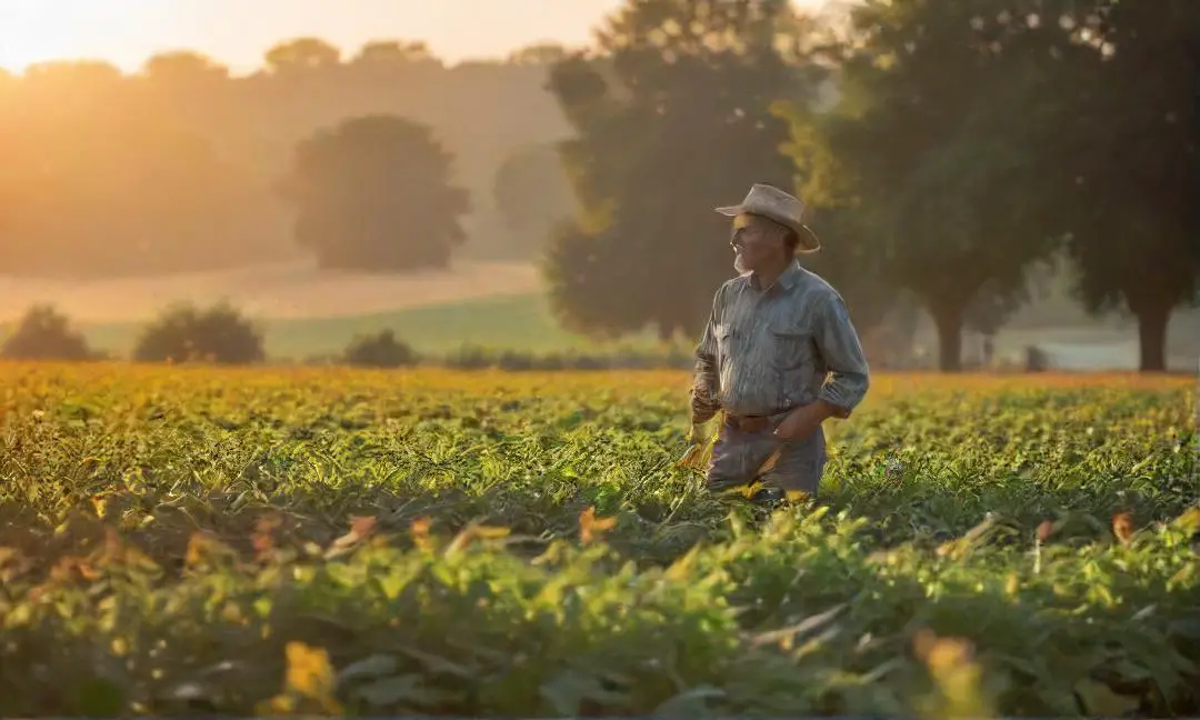 Effects of daily temperature fluctuations on agriculture.