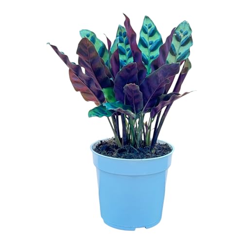 Rattlesnake Calathea Live Plant - Air Purifier, Colorful House Plant, Ideal for Home Decor and Room Decor - Calathea Rattlesnake for Indoor Plants, Calathea Lancifolia Prayer Plant