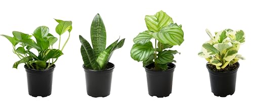 Essential Houseplant Collection (4PK), Easy Plants, Air Purifying Plants Indoor Plant Pack with Pothos & Snake Plants, Real Plants, House Plants Indoors Live Plants Live Houseplants by Plants for Pets