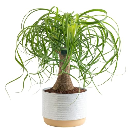 Costa Farms Ponytail Palm Bonsai, Easy to Grow Live Indoor Plant in Indoors Garden Planter Pot, Air Purifying Houseplant, Housewarming, Birthday Gift, Office, Home, and Room Décor, 1 Foot Tall