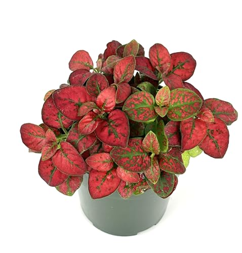 Hypoestes Red Splash Air Purifying Houseplants, 2