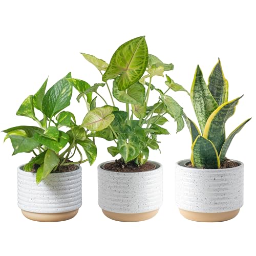 Best Indoor Plants for Purifying Air