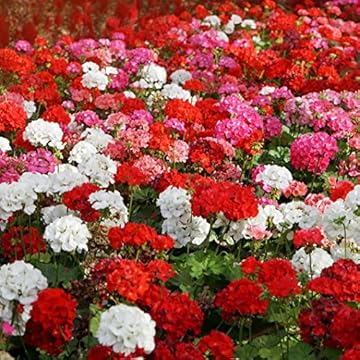 Best Flower Pot Heaters