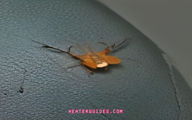 How Temperature Swings Threaten Insect Survival: A Field Guide to Thermal Stress