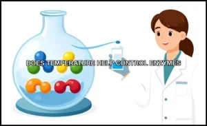 Does temperature help control enzymes