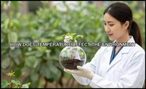 How does temperature affect the environment