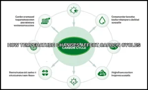 How temperature changes affect carbon cycles